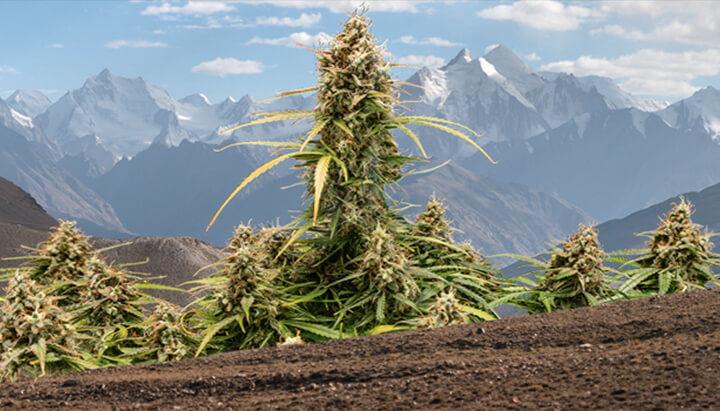 Eigenschappen van Kush-cannabis