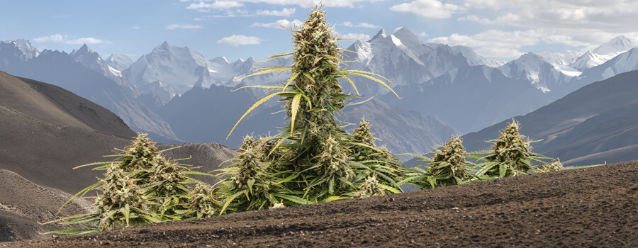 Eigenschappen van Kush-cannabis