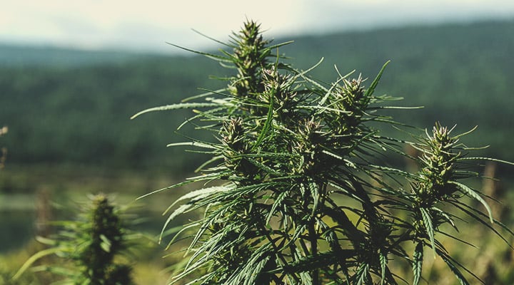 Wat is landras-cannabis?