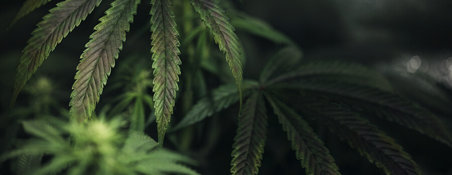 Kopertekort In Cannabisplant