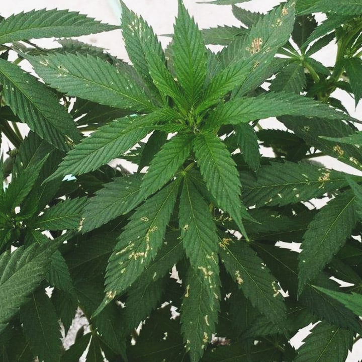Leaf Damage Leaf Damage