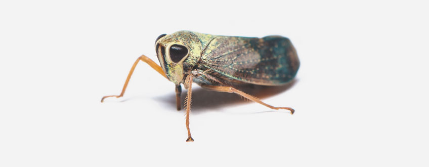 Leafhopper Leafhopper