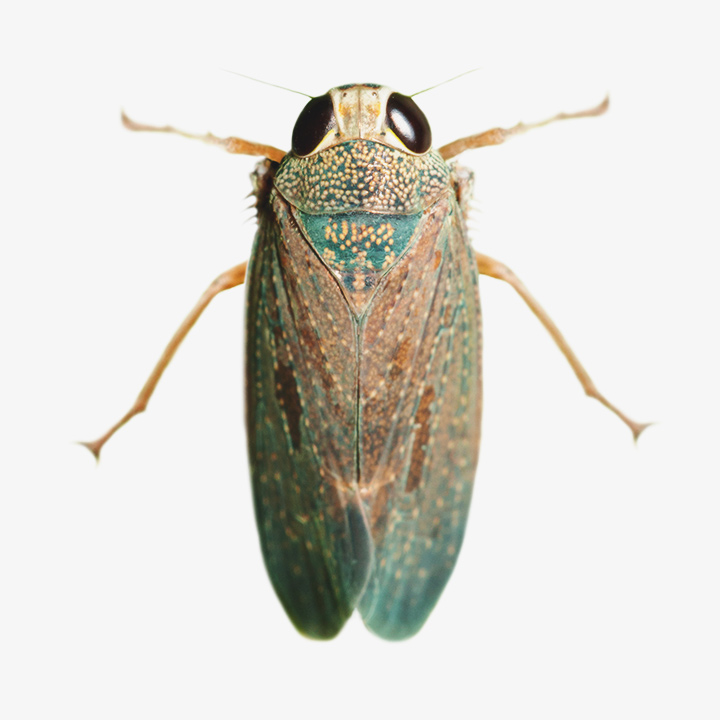 Leafhopper Leafhopper