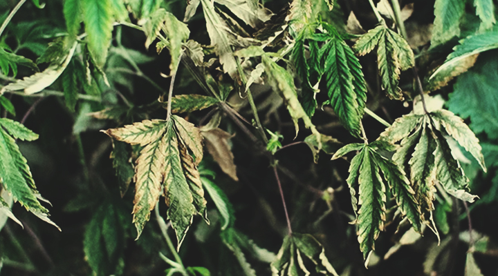 Hangende, slappe planten Hangende, slappe planten