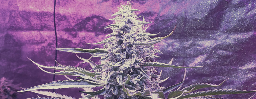 Legendary OG Kush Legendary OG Kush