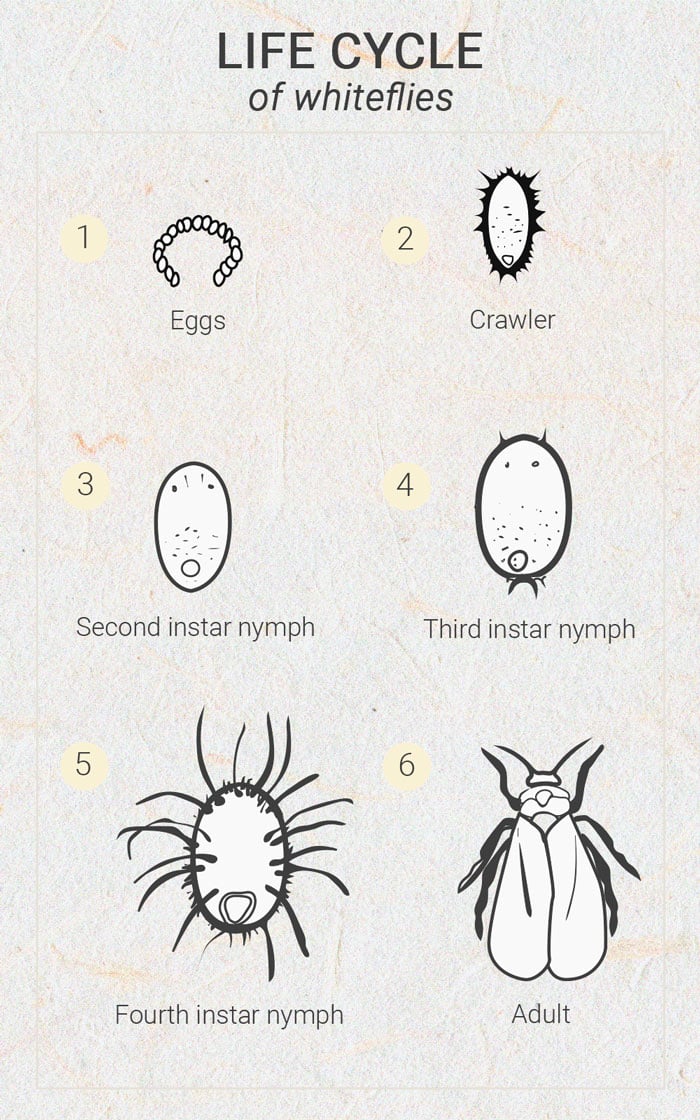 Wiet en witte vliegjes: wat kun je ertegen doen? Wiet en witte vliegjes: wat kun je ertegen doen?