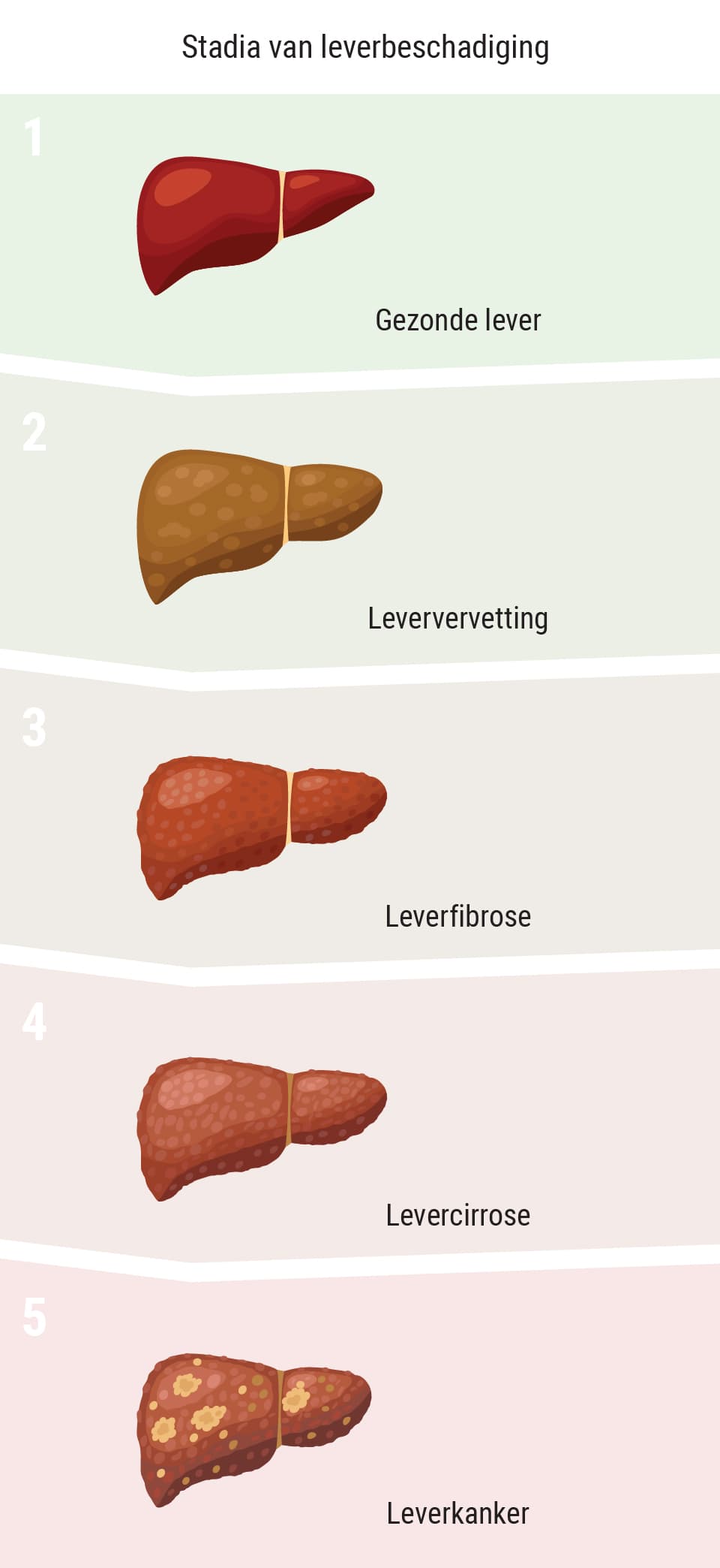 Beïnvloedt wiet de lever?