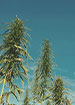 Lowryder Cannabis