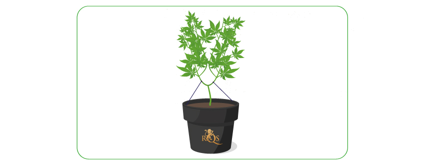 Topping and LST Topping and LST