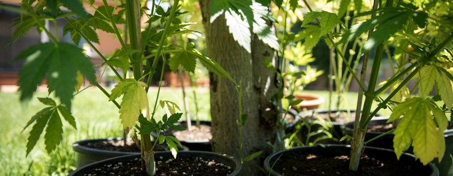 Magnesium deficiency plant