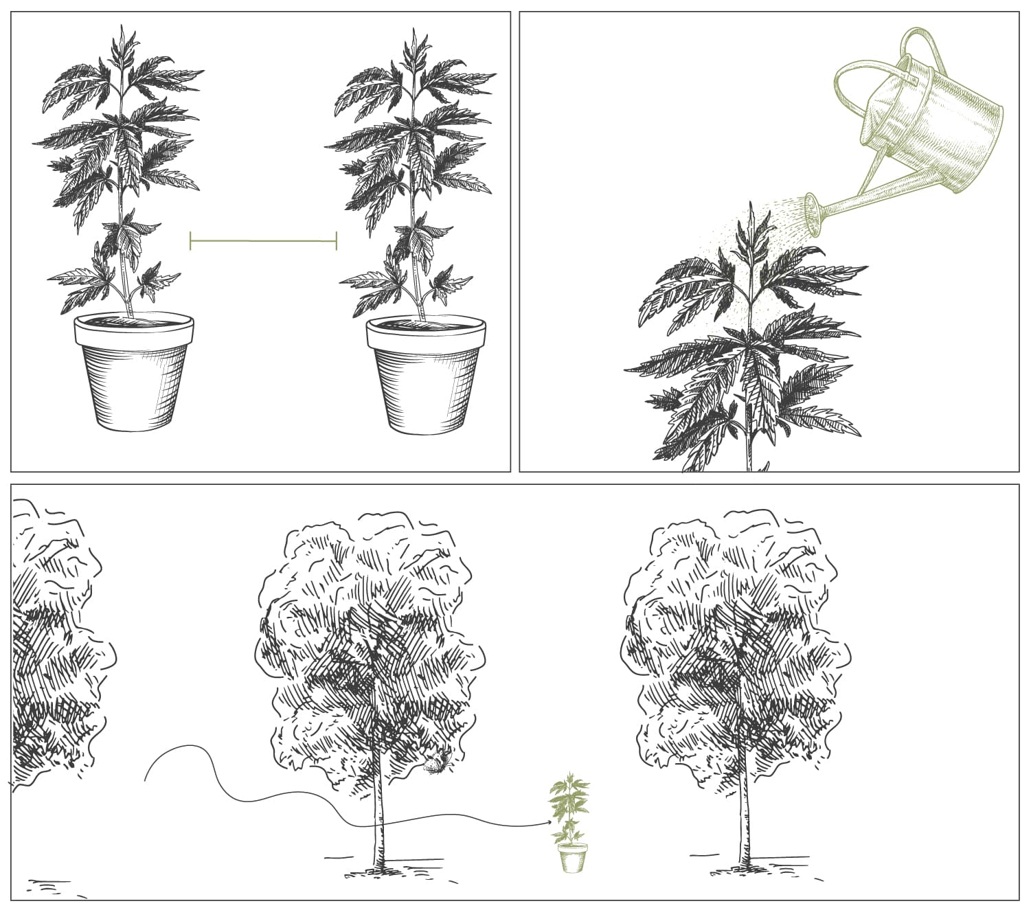 Hoe Kweek Je Cannabis Met Vette Toppen? 