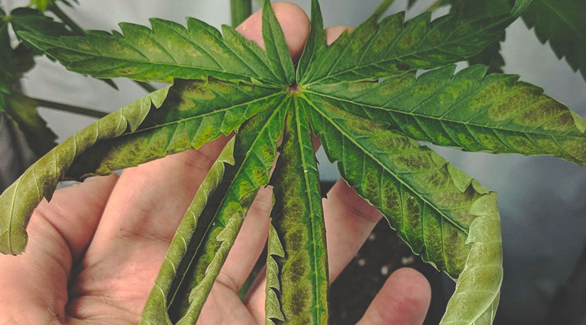 MANGAAN MANGAAN
