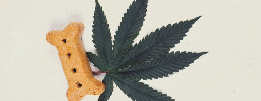 Cannabis en Honden: de Effecten van CBD bij Honden