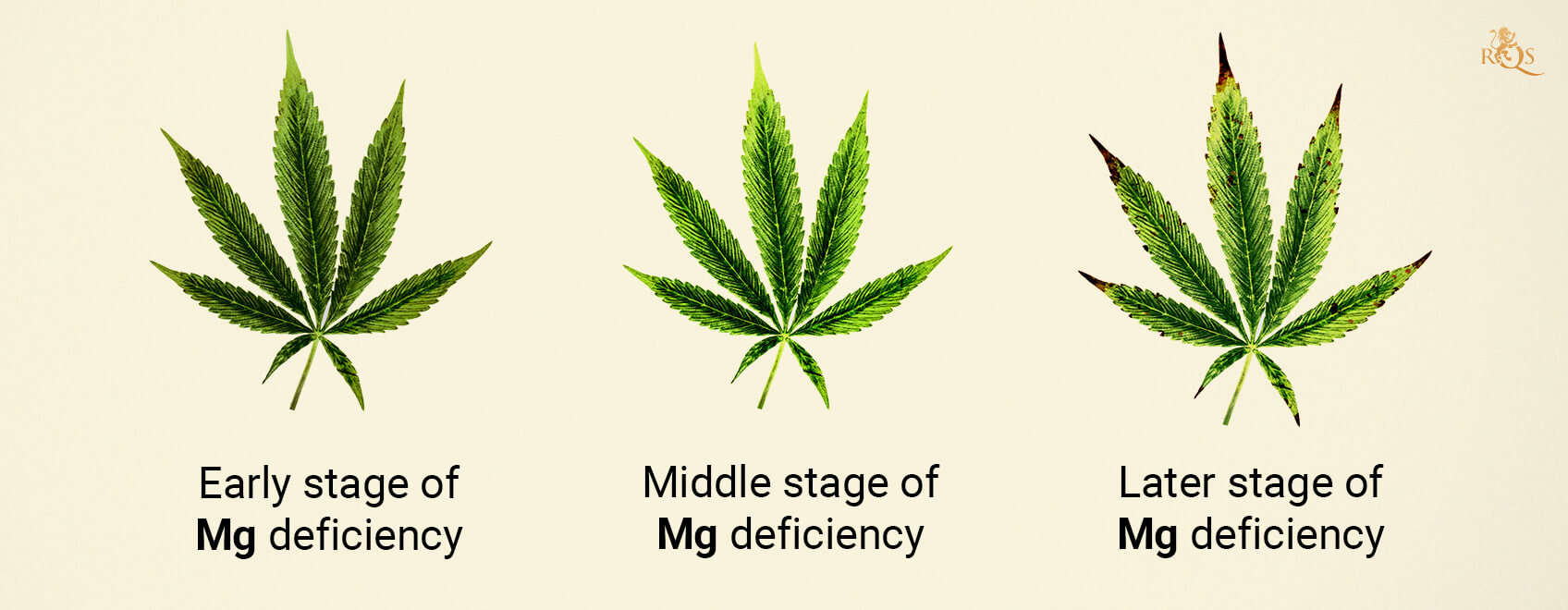 Magnesium deficiency stages Magnesium deficiency stages