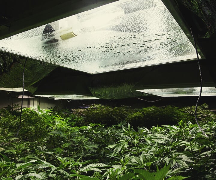 Hoe Voorzie Je Wietplanten Binnen van Uv-licht? Hoe Voorzie Je Wietplanten Binnen van Uv-licht?
