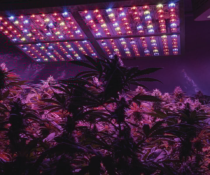 Hoe Voorzie Je Wietplanten Binnen van Uv-licht? Hoe Voorzie Je Wietplanten Binnen van Uv-licht?