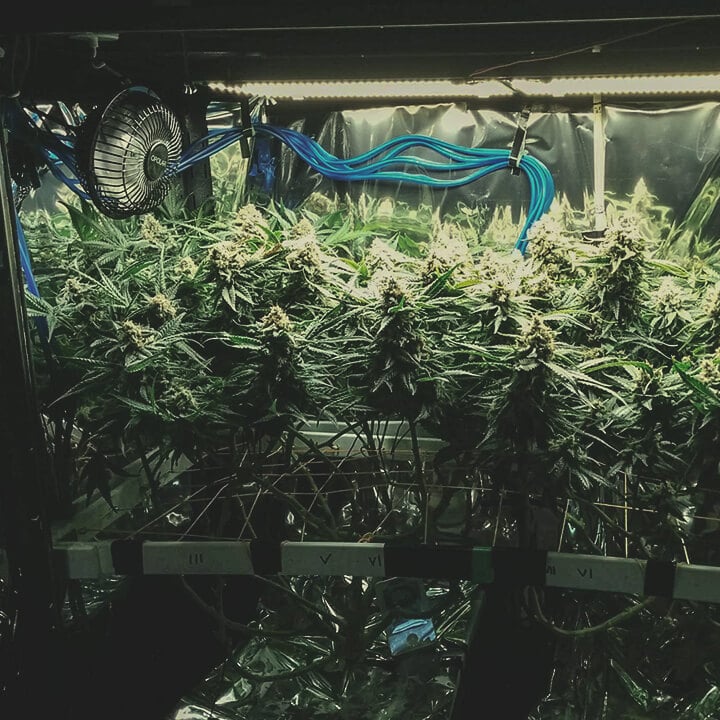 ScrOG