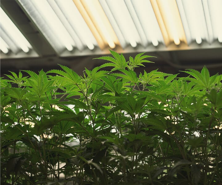 Hoe Voorzie Je Wietplanten Binnen van Uv-licht? Hoe Voorzie Je Wietplanten Binnen van Uv-licht?