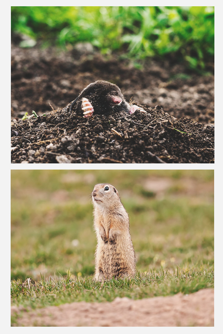 Moles and Gophers