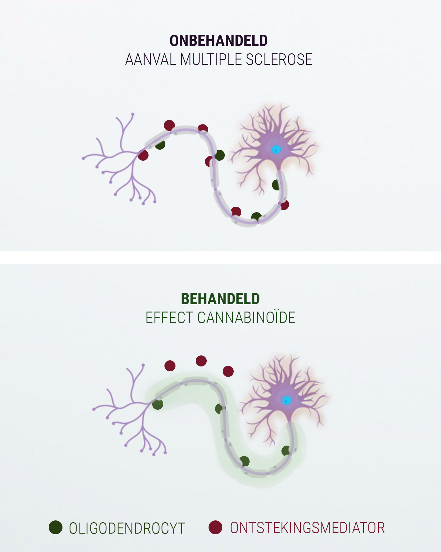 Het endocannabinoïdesysteem Het endocannabinoïdesysteem