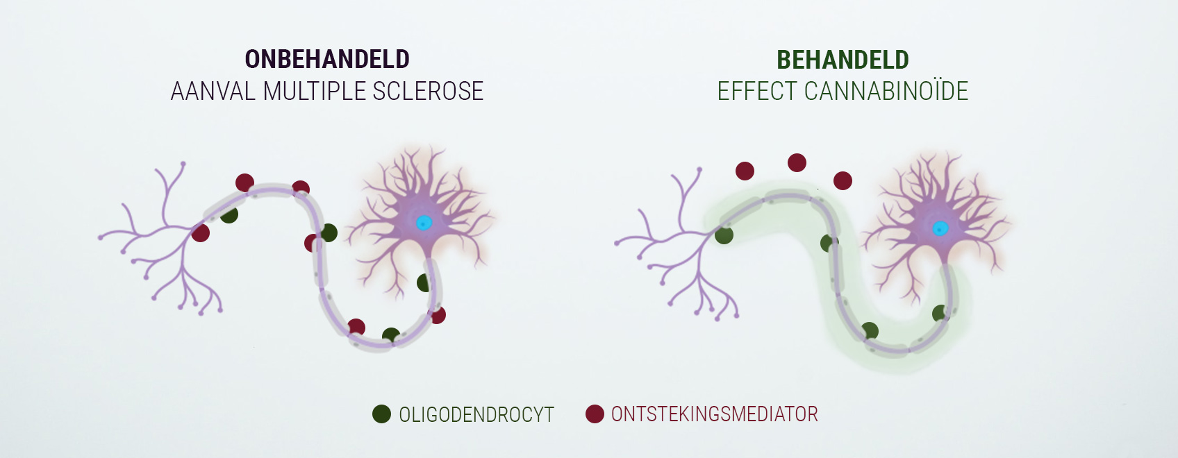 Het endocannabinoïdesysteem Het endocannabinoïdesysteem