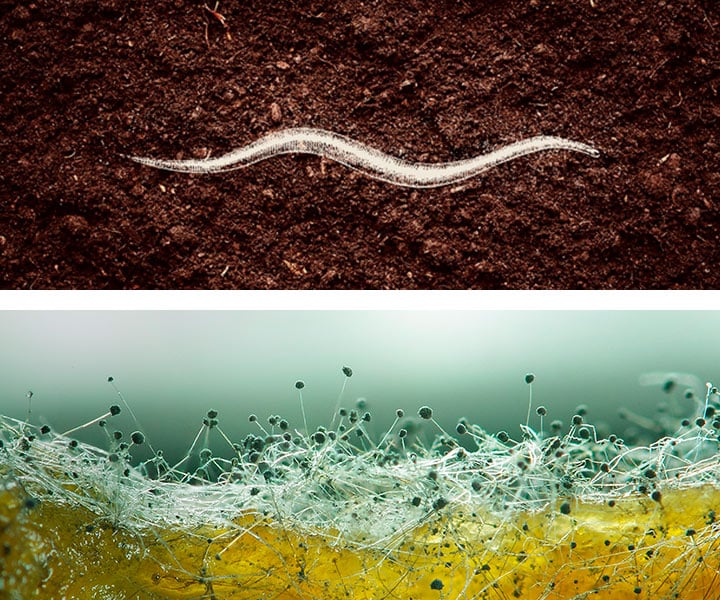 Aaltjes - Mycorrhizae