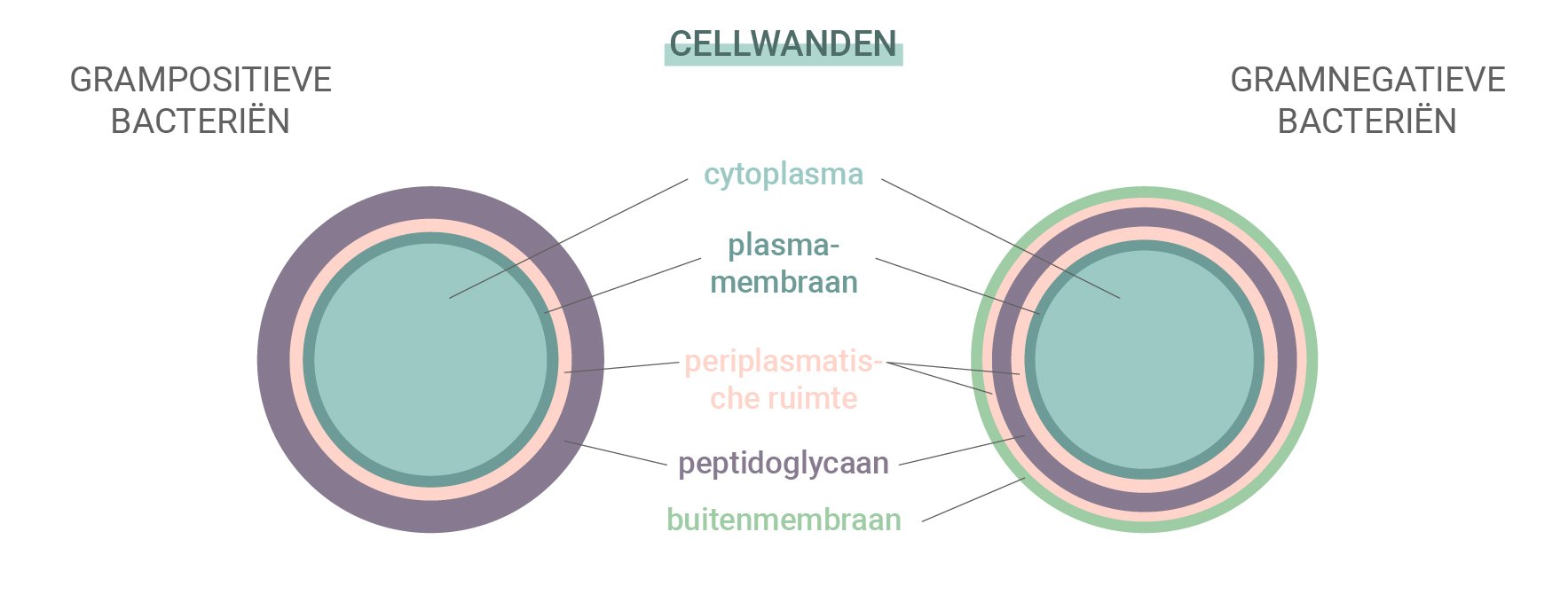 Grampositieve versus gramnegatieve bacteriën