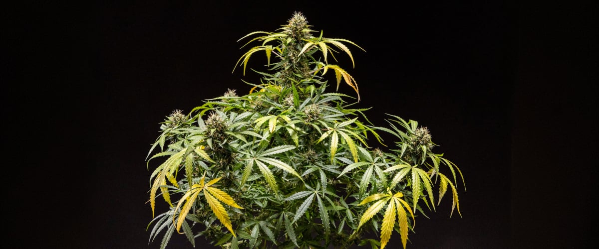 North Thunderfuck cannabisplant met dichte harsrijke toppen, oranje stampers en ijzige trichomen tijdens de late bloeifase