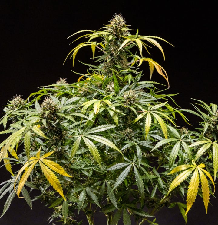 North Thunderfuck cannabisplant met dichte harsrijke toppen, oranje stampers en ijzige trichomen tijdens de late bloeifase