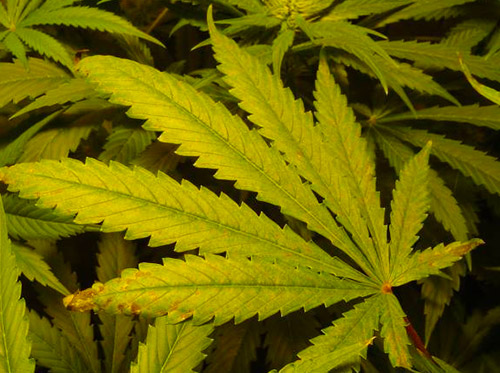 Cannabis deficiency Cannabis deficiency