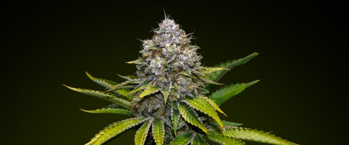 OG Kush – Beste soort voor krachtige infusies OG Kush cannabisbud met ijzige trichomen en aardse groentinten, bekend om haar dennenachtige smaak en hoge potentie, ideaal voor krachtige infusies