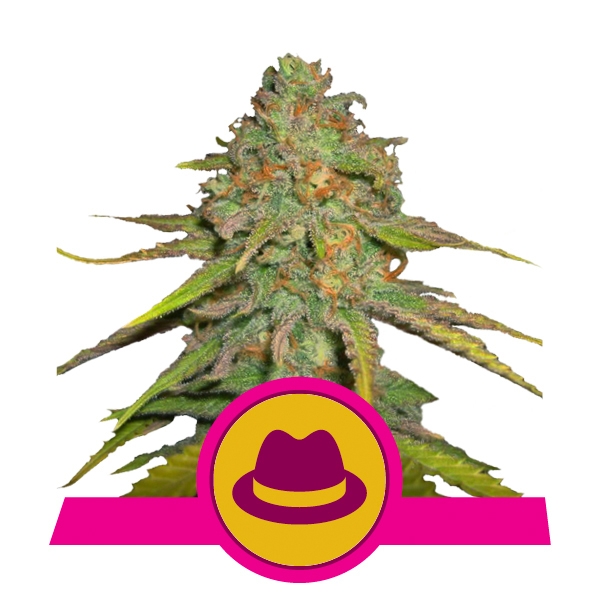 Og Kush Royal Queen Seeds Og Kush Royal Queen Seeds