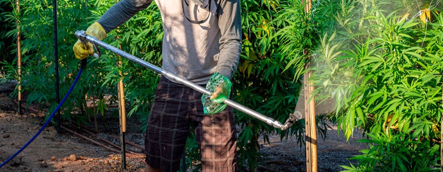 Een man die pesticiden gebruikt op cannabisplanten