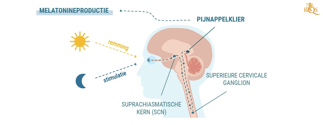 Productie van melatonine