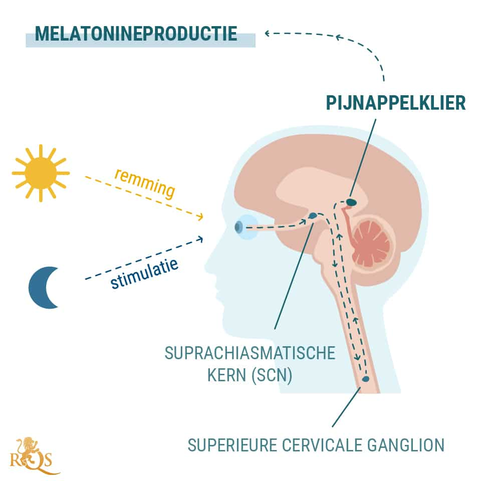 Productie van melatonine