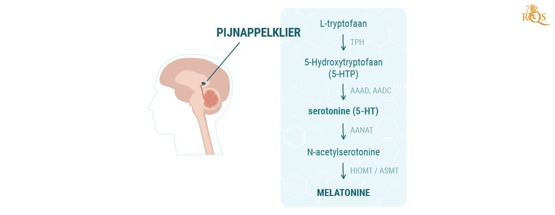 Productie van melatonine