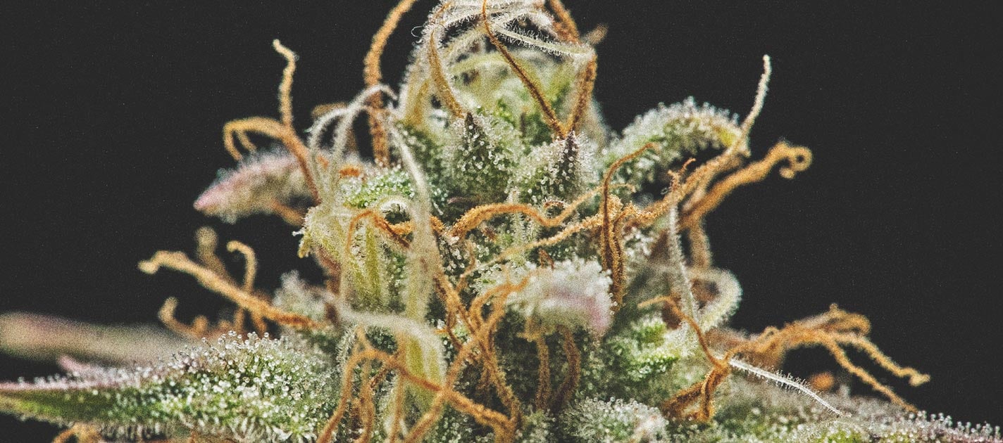 Pistils Pistils