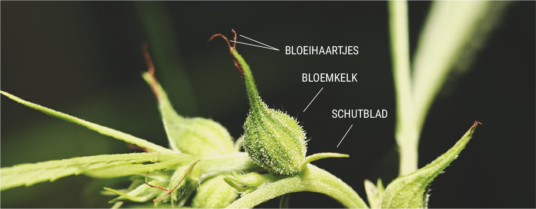 Hoe voorkom je dat je vrouwelijke planten worden bevrucht?