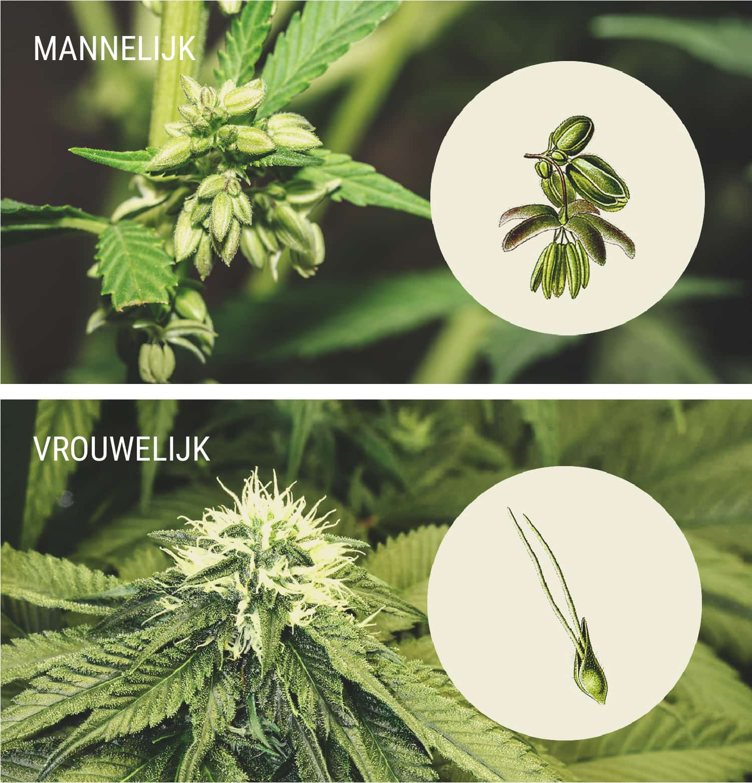 Waaraan herken je mannelijke cannabisplanten?