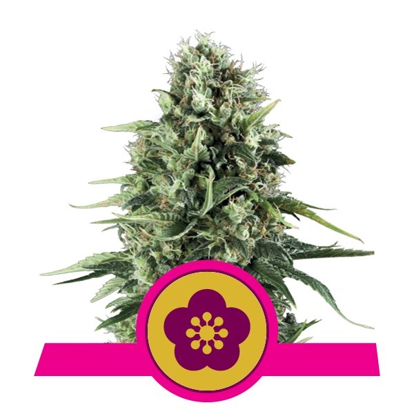 Power Flower Power Flower