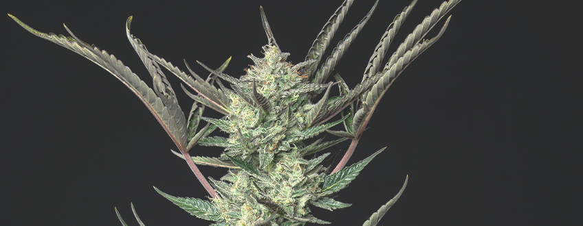 Purple Punch Automatic