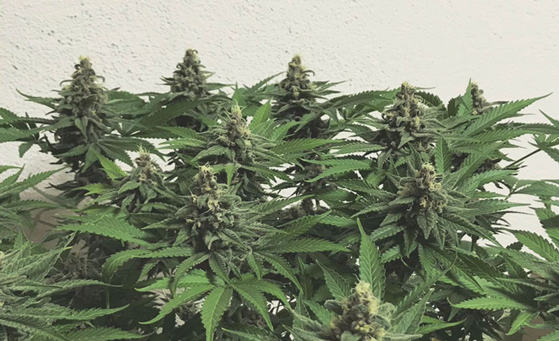 Top 10 High-Yielding Outdoor Cannabis Strains Top 10 High-Yielding Outdoor Cannabis Strains