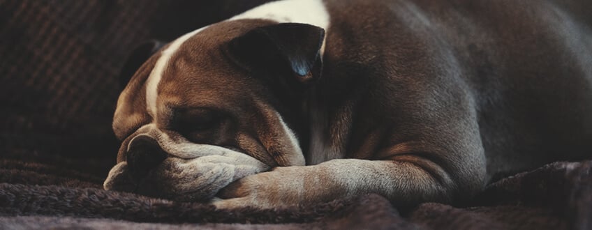 Honden en vuurwerk: kan CBD helpen om je hond te kalmeren?