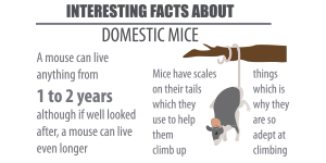 Rats and mice facts