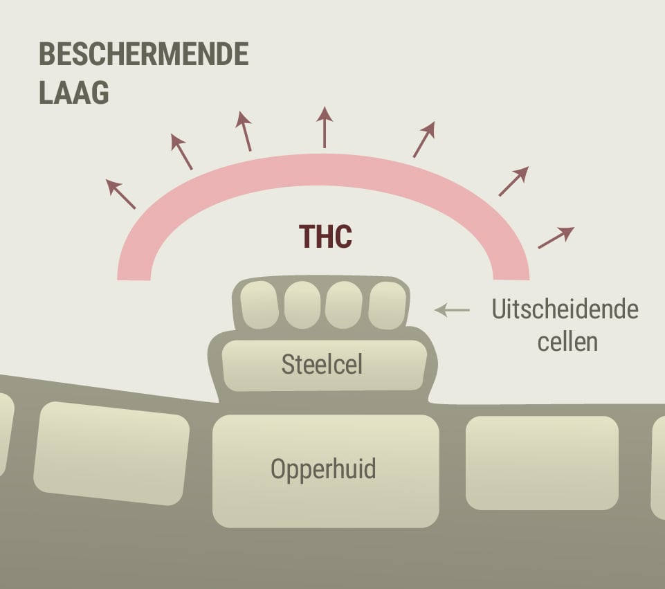 Wiet en de symptomen van rosacea