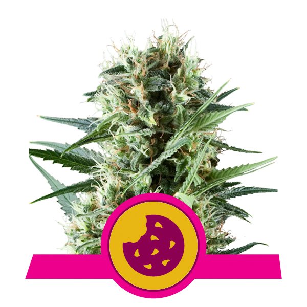 Royal Cookies Royal Queen Seeds Royal Cookies Royal Queen Seeds