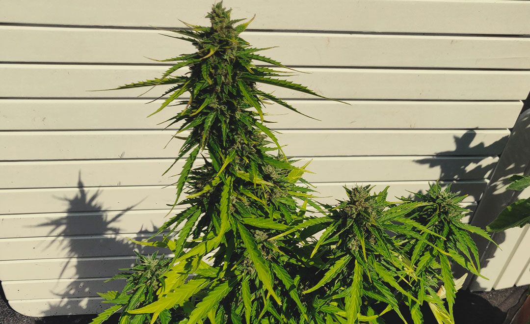 Royal Haze Automatic Royal Haze Automatic