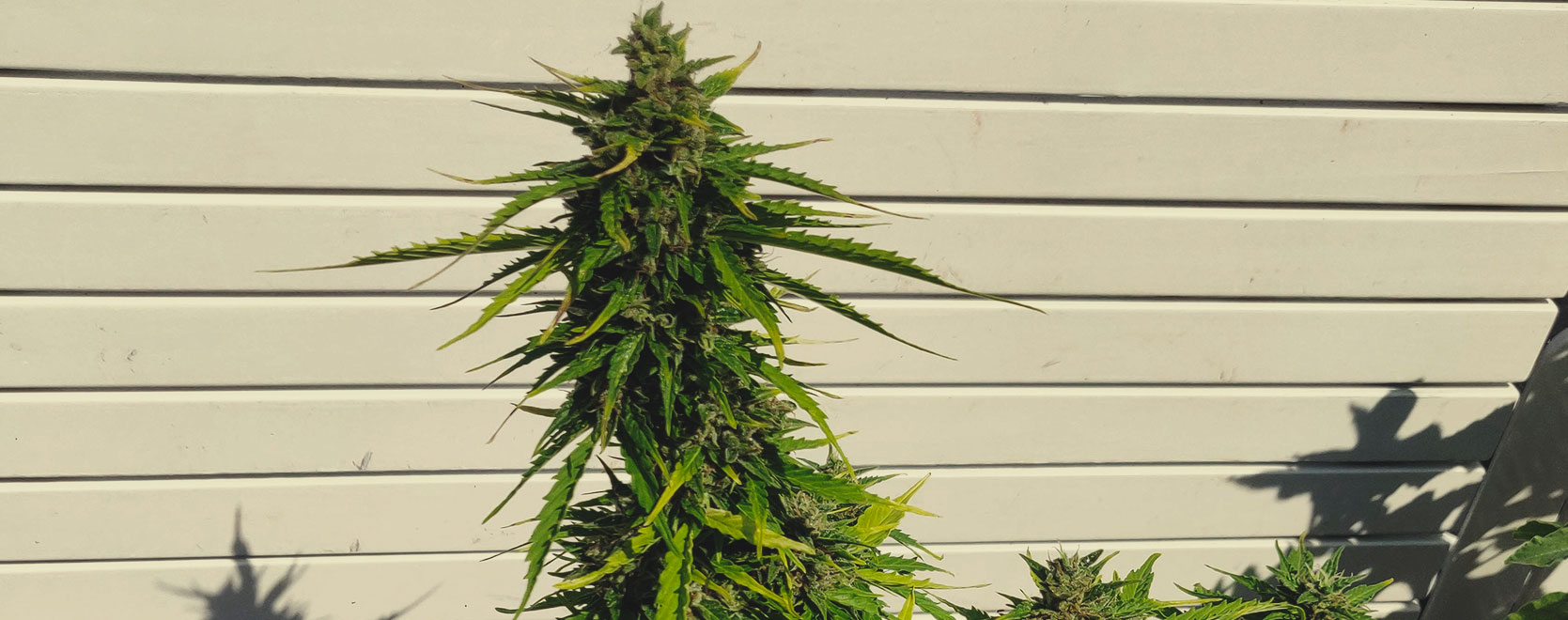 Royal Haze Automatic Royal Haze Automatic