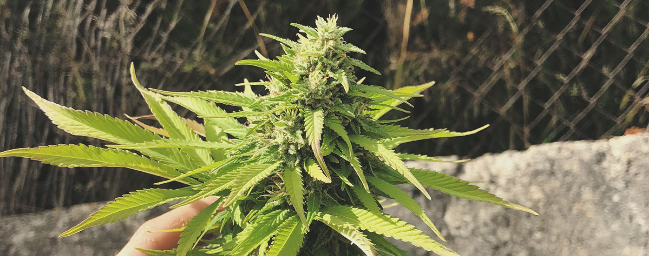 Top 10 High-Yielding Outdoor Cannabis Strains Top 10 High-Yielding Outdoor Cannabis Strains