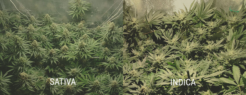 cannabis plant cannabis plant